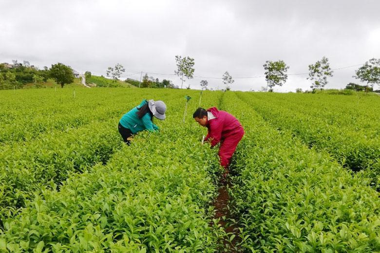 Một vườn chè mô hình xanh tốt sau khi tác động các giải pháp kỹ thuật canh tác theo tiêu chuẩn VietGAP.