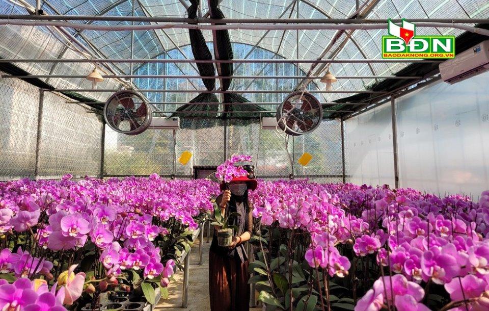 Khách hàng được lựa mua hoa lan Hồ Điệp tại vườn về chưng tết