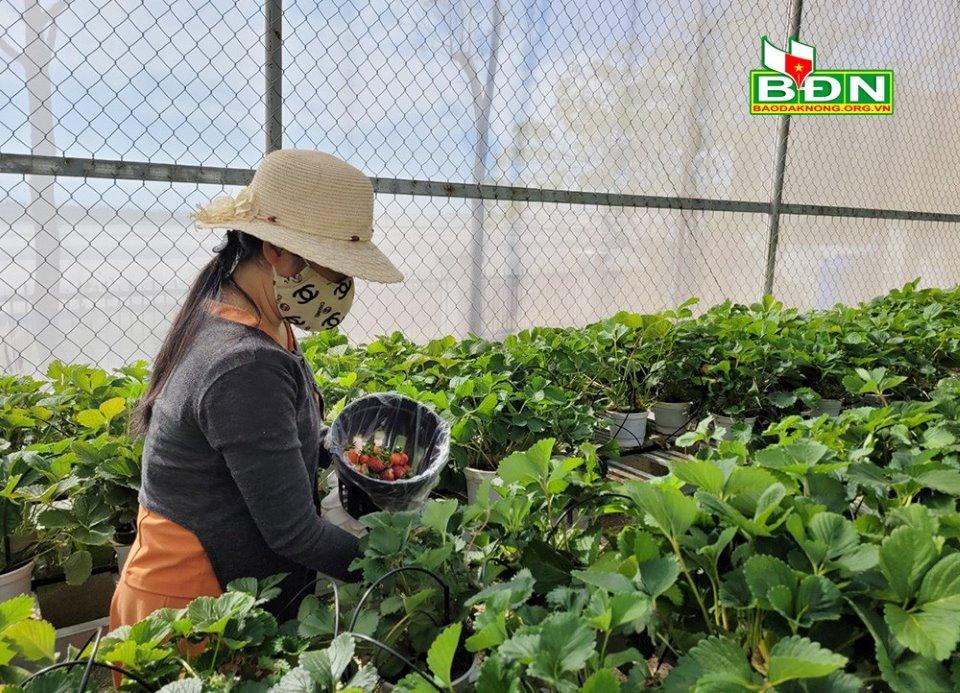Dâu tây được trồng trong nhà lưới
