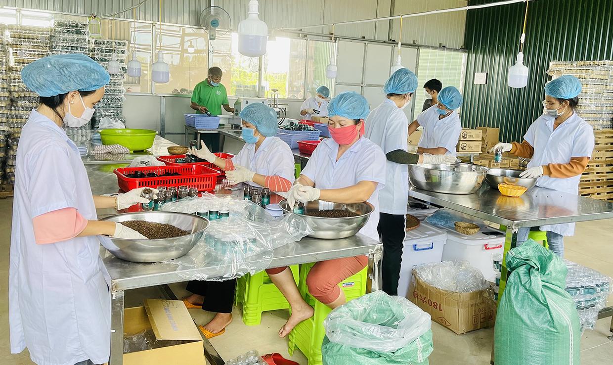 Liên kết sản xuất đang là hướng đi bền vững của nhiều HTX. Ảnh: Vũ Thảo