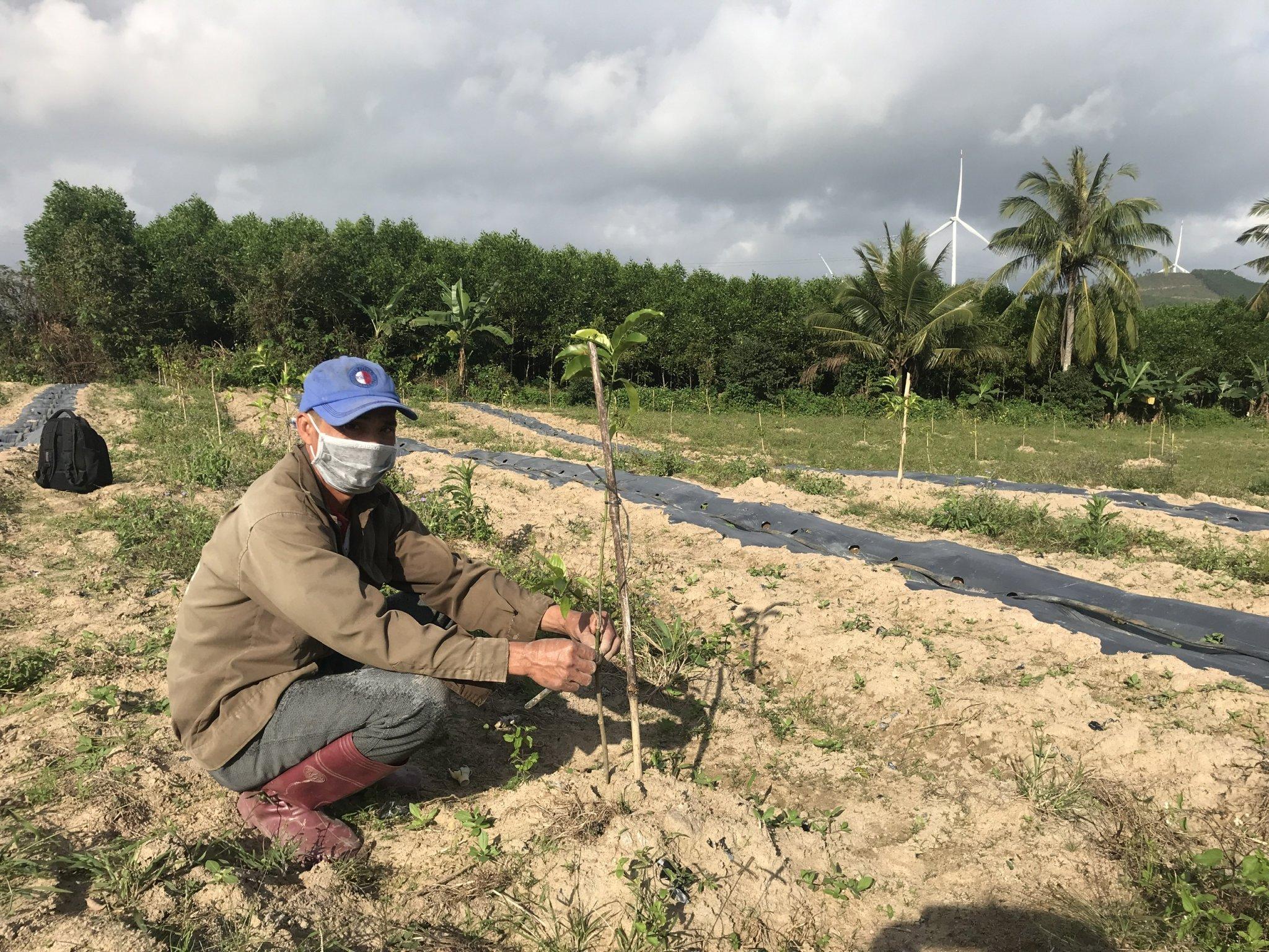 Ông Minh bên cây giổi trồng xen canh. Ảnh: Nguyễn Diệp