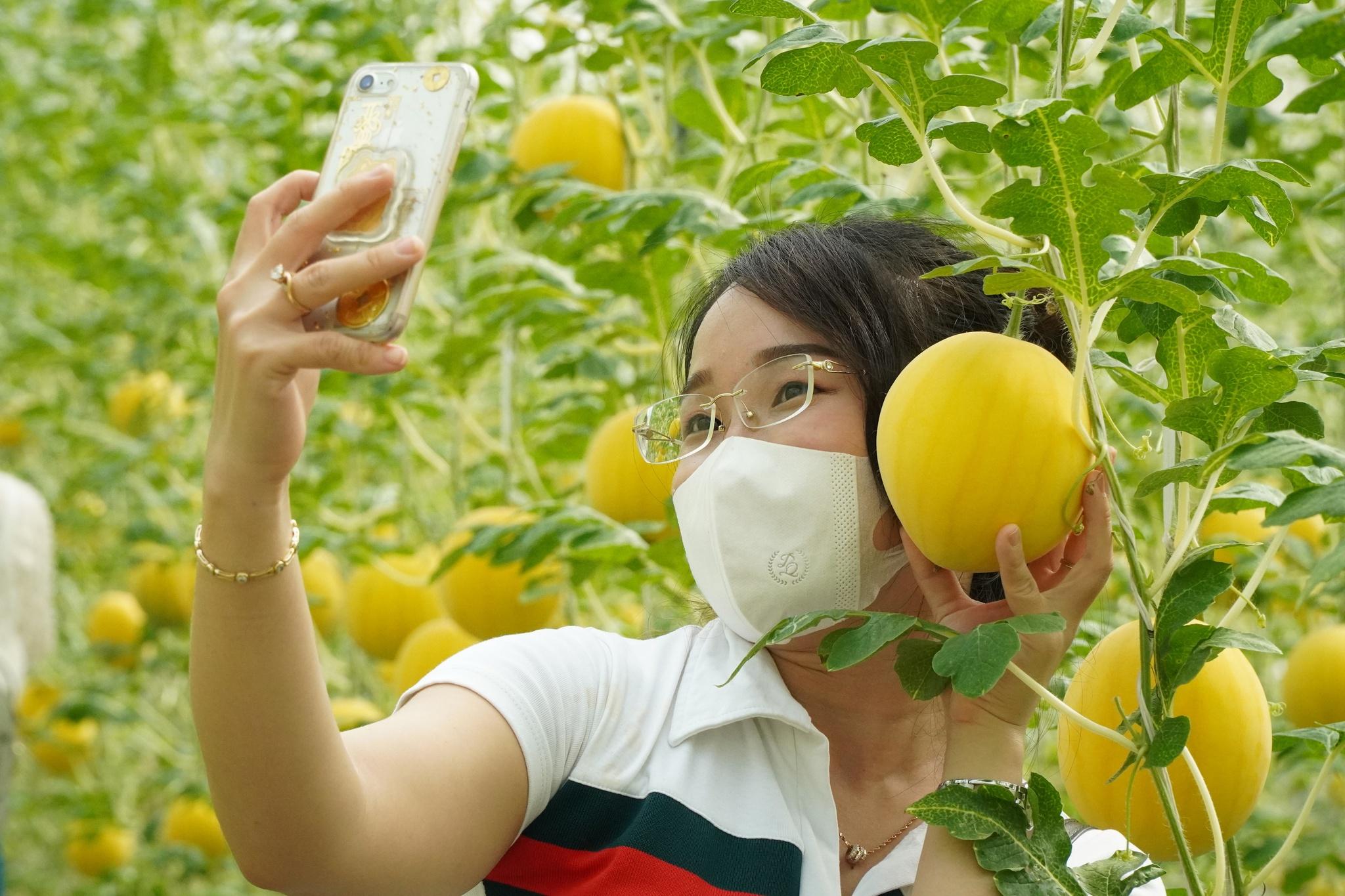 Bạn trẻ say sưa chụp ảnh với vườn dưa vàng óng ánh. Ảnh: Xuân Phúc
