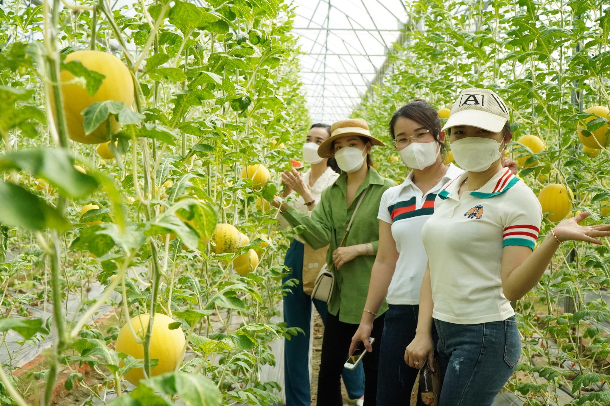 Vườn dưa hấu vàng thu hút nhiều bạn trẻ đến