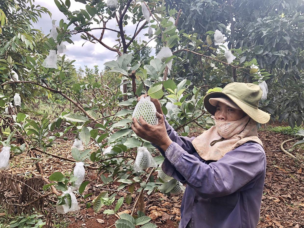 Bà Mai Thị Xuân (tổ dân phố 9, thị trấn Chư Ty) chăm sóc vườn ổi của gia đình. Ảnh:  Lê Nam
