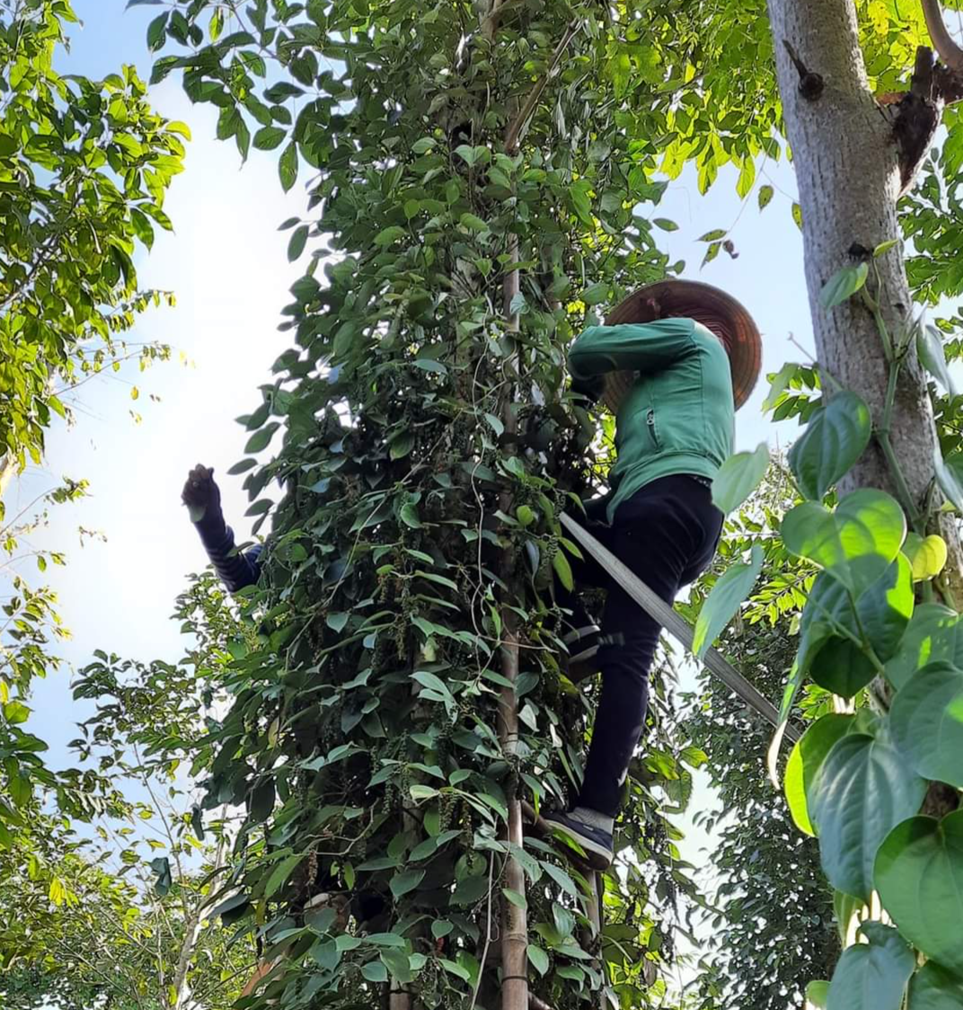 Các vùng trồng hồ tiêu đang chuẩn bị bước vào vụ thu hoạch, kỳ vọng giá bán sẽ hồi phục tốt. Ảnh: Quang Thuần