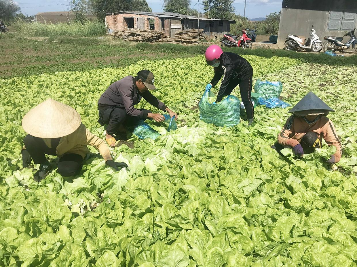 Người dân thôn 2 (xã An Phú, TP. Pleiku) thu hoạch xà lách. Ảnh: Nguyễn Diệp