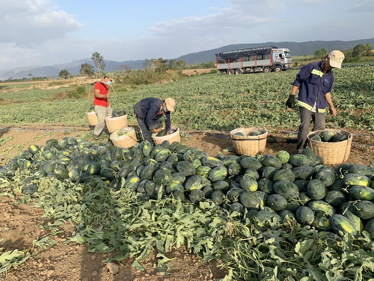 So với những ngày Tết, giá dưa hấu hiện đã giảm một nửa khiến người trồng không khỏi lo lắng. Ảnh: Vũ Chi