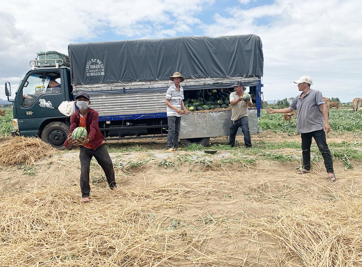 Người trồng dưa hấu thấp thỏm vì giá cả thất thường. Ảnh: Vũ Chi