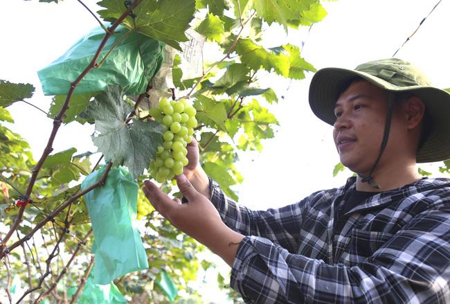 Anh Phạm Ngọc Hải (xã Đồng Du, huyện Bình Lục, tỉnh Hà Nam) đã mạnh dạn đầu tư 5.000 gốc nho. Ảnh: Hồng Nhân