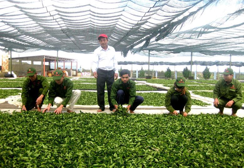 Nhiều doanh nghiệp đầu tư vào lĩnh vực chế biến xuất khẩu trà cao cấp tại TP Bảo Lộc