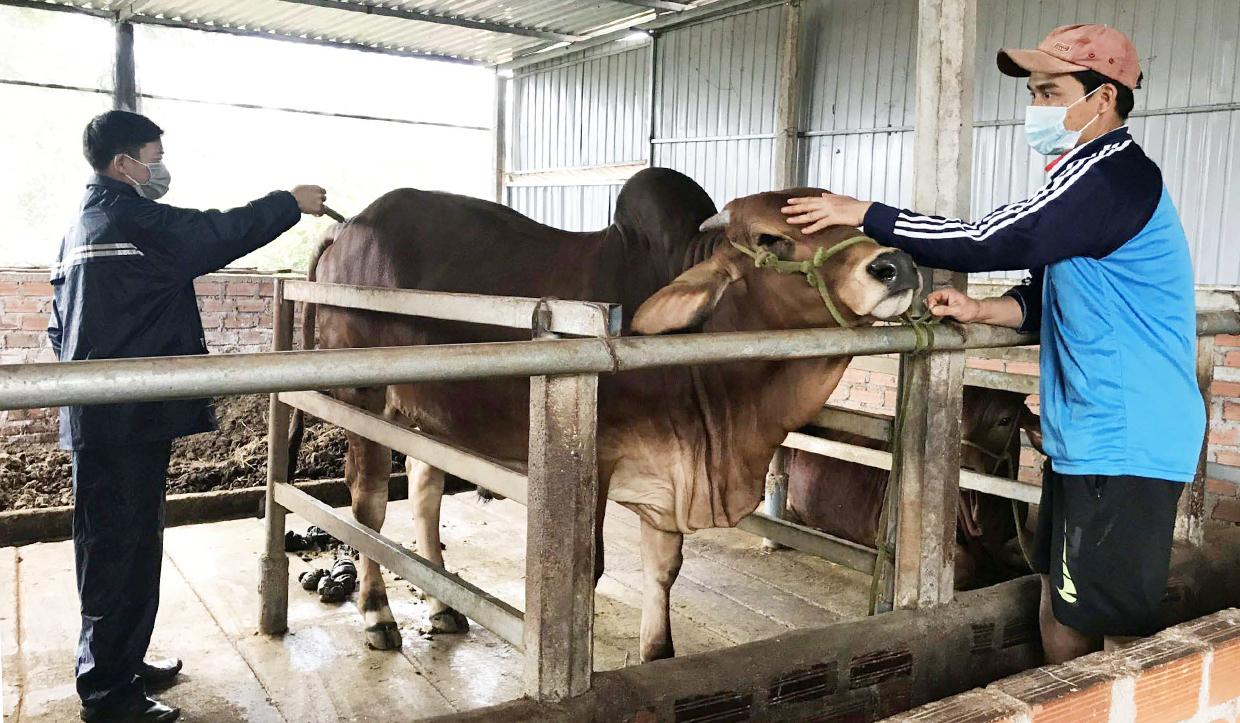 Nhân viên thú y Trung tâm Dịch vụ nông nghiệp huyện Đak Đoa tiêm vắc xin phòng bệnh cho đàn bò của người dân. Ảnh: Nguyễn Diệp