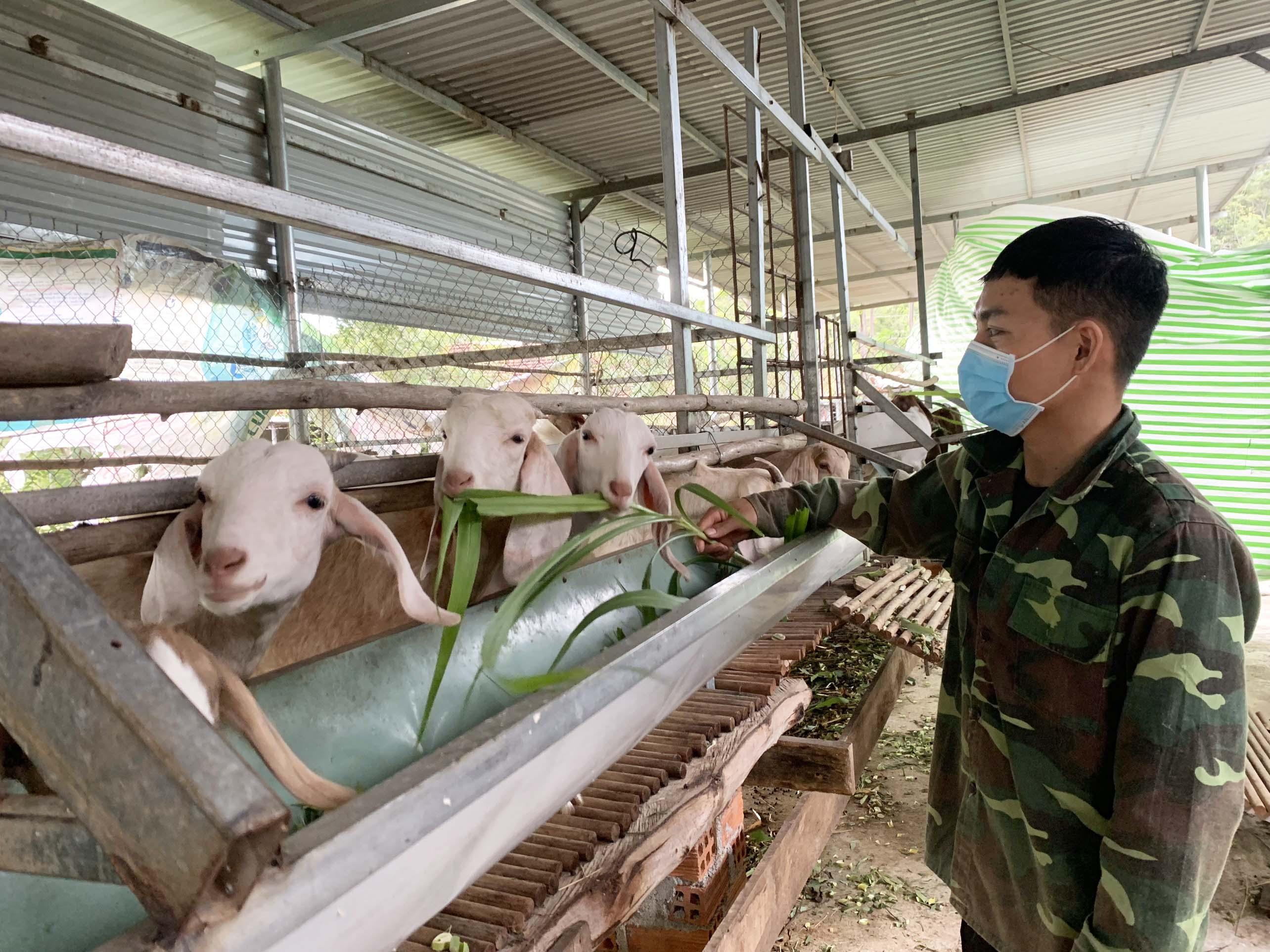 Anh Nguyễn Tú Thành (thôn Thanh Thượng, xã Ayun Hạ) chăm sóc đàn dê Boer lai. Ảnh: Vũ Chi