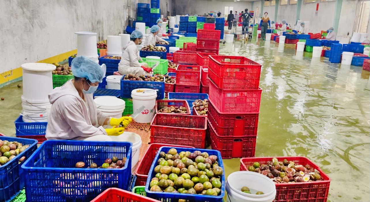 Nông sản Gia Lai ngày càng được các nước trên thế giới ưa chuộng. Ảnh: Vũ Thảo