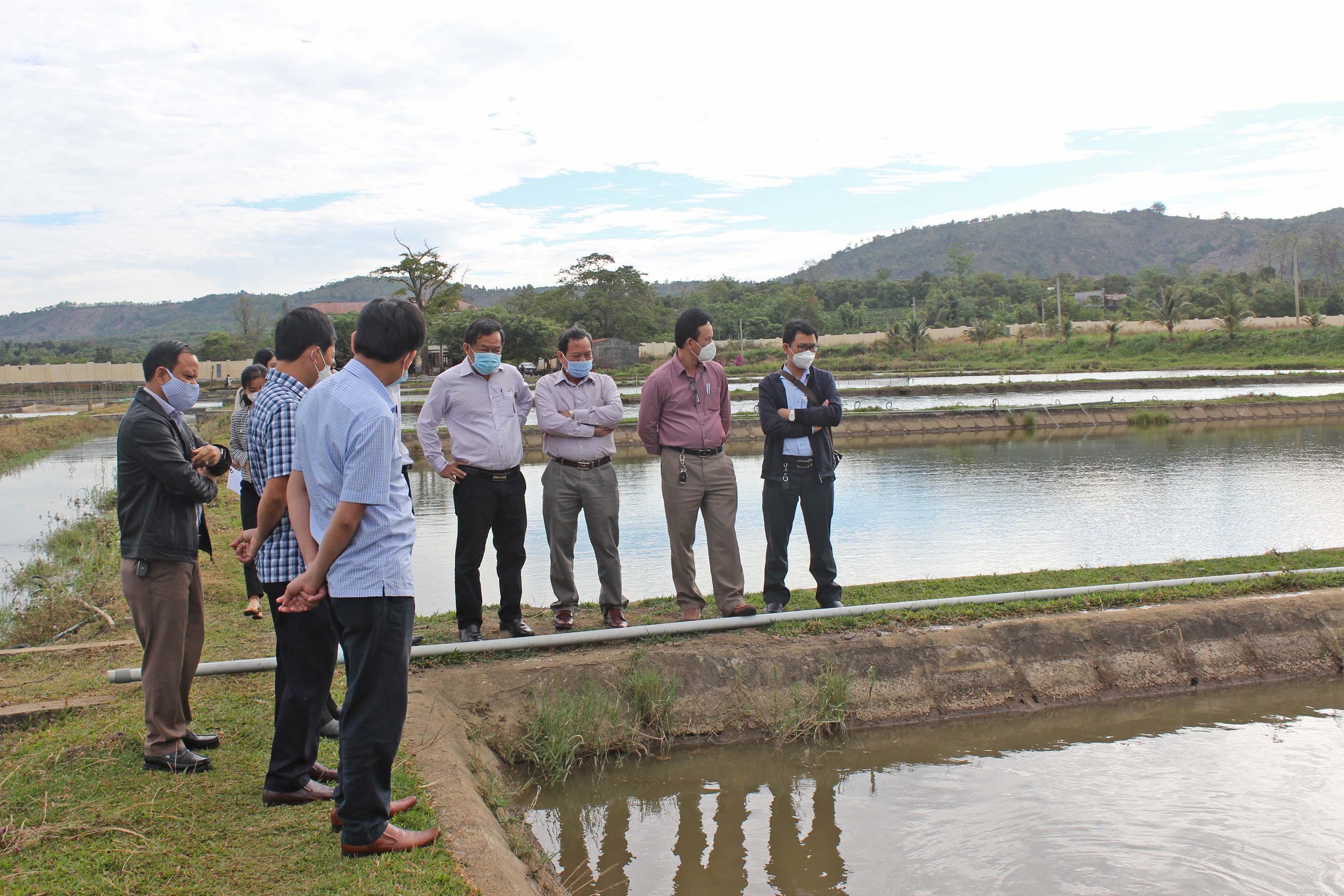 Khảo sát thực tế tại ao cá. Ảnh: Nguyễn Diệp