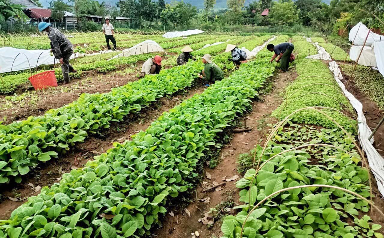 Vườn ươm cây giống thuốc lá nâu của HTX nông nghiệp và dịch vụ thanh niên xã Đất Bằng cung cấp cho các hộ tham gia mô hình. Ảnh: Nguyễn Ngọc