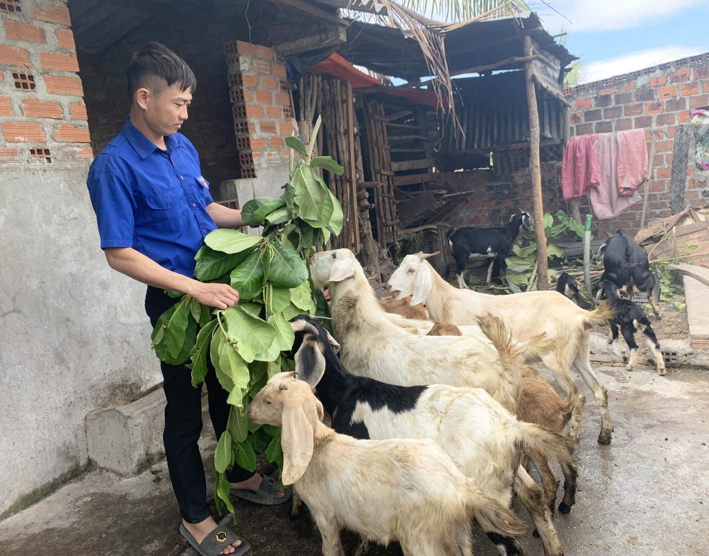 Mô hình chăn nuôi tổng hợp của anh Lê Quang Hiển bước đầu mang lại hiệu quả kinh tế cao. Ảnh: Vũ Chi