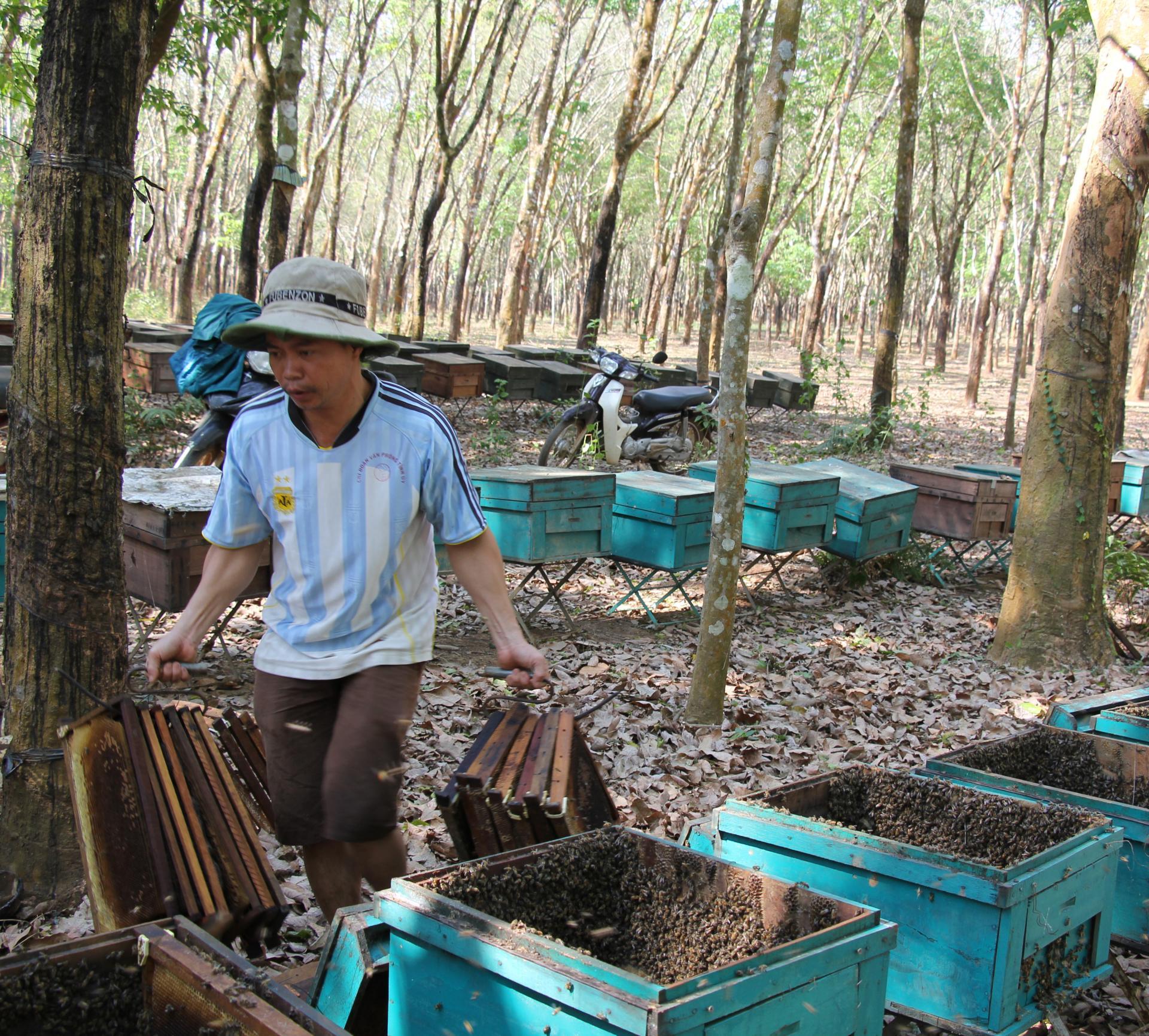 Một trang trại ong tại xã Ea Tul, huyện Cư M'gar, tỉnh Đắk Lắk.