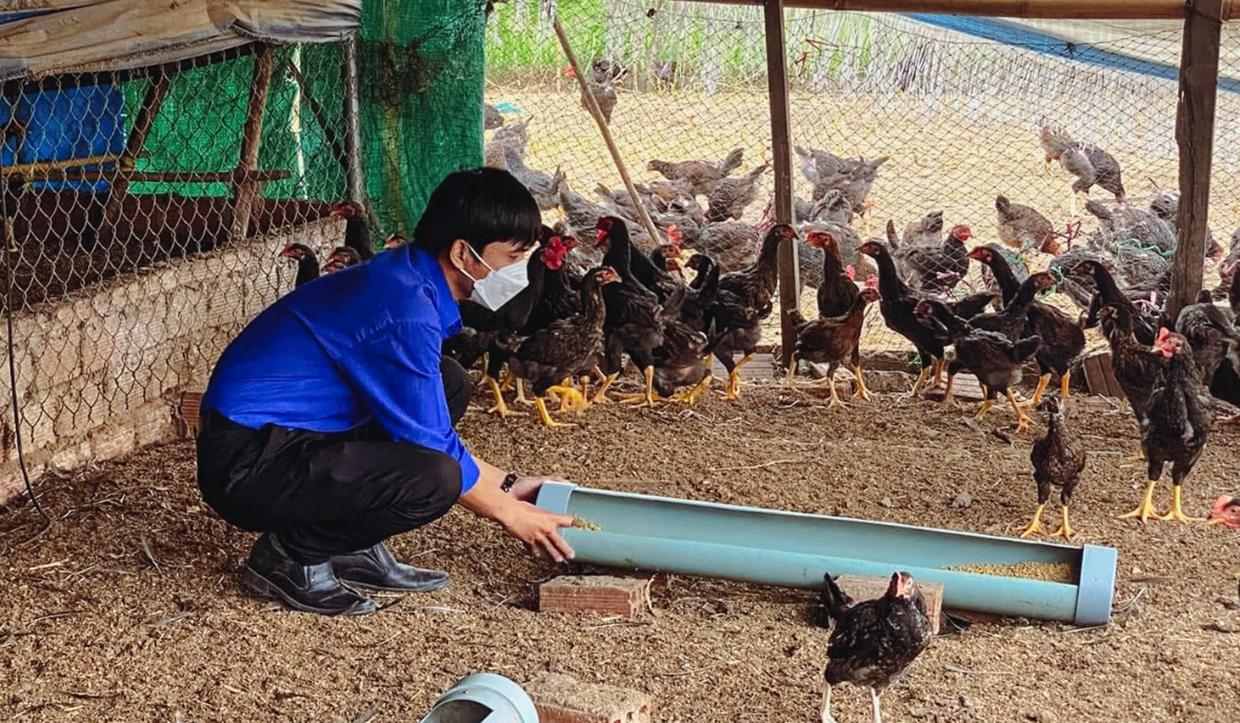 Mô hình CLB Thanh niên chăn nuôi gà của Đoàn xã Phú An (huyện Đak Pơ) góp phần tạo việc làm, nâng cao thu nhập cho thanh niên. Ảnh: Thiên Di