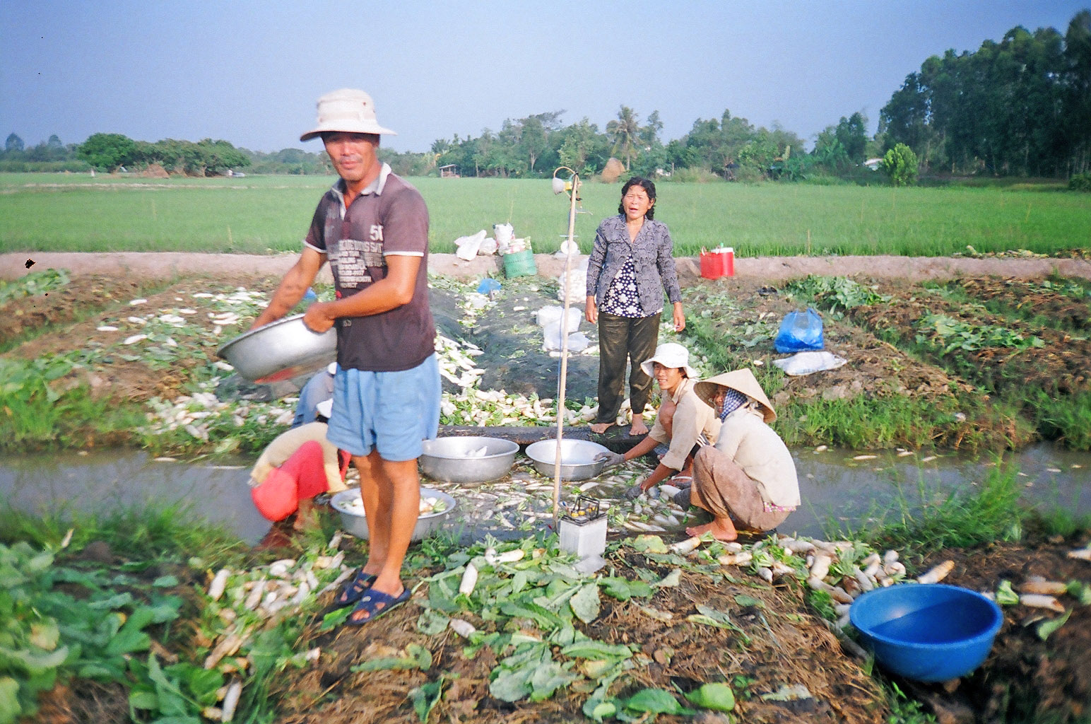 Nông dân ở xóm rẫy Long Phước (xã Long Mỹ- Mang Thít) thu hoạch củ cải trắng.