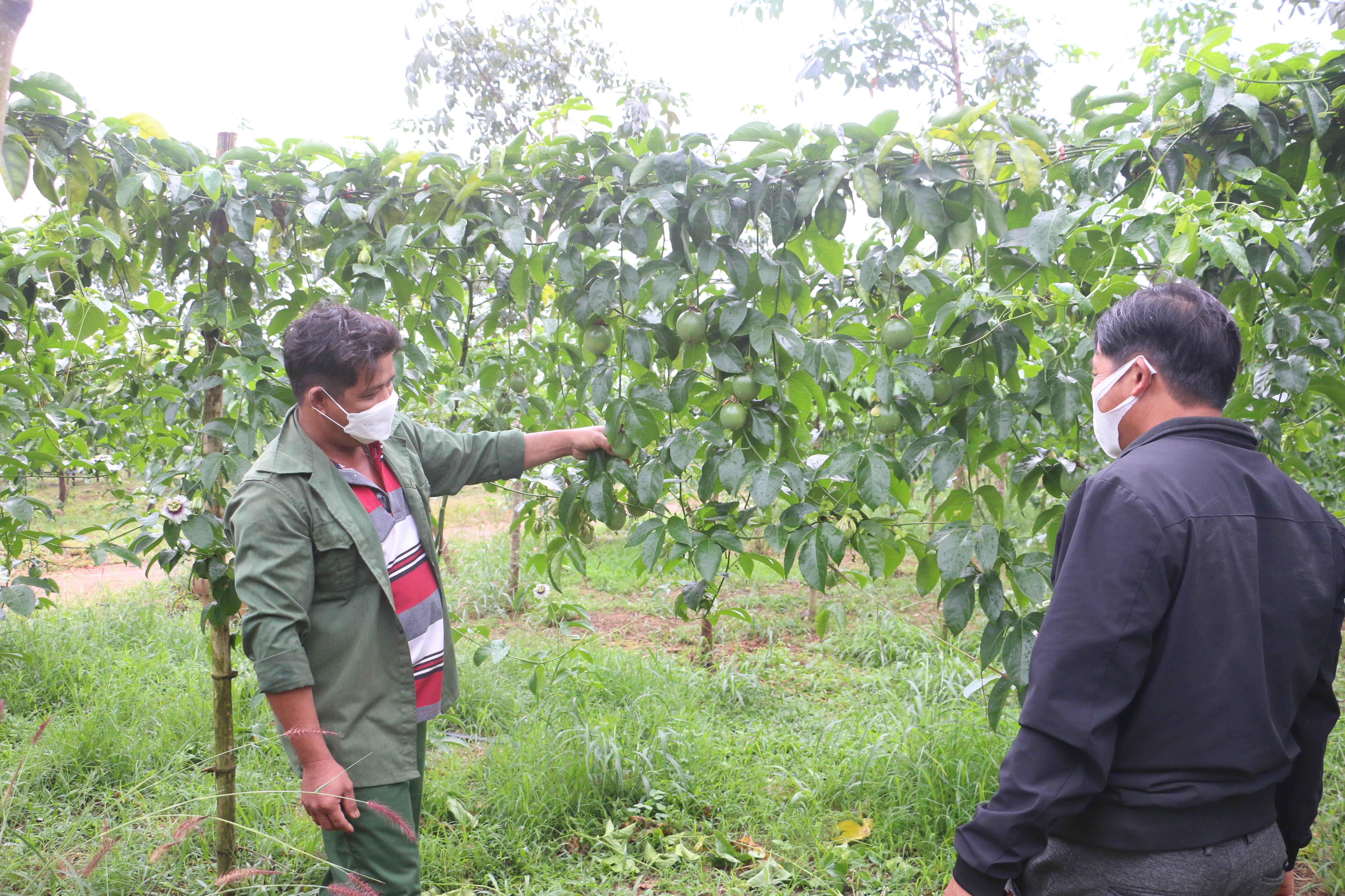 Chanh dây phát triển mạnh trên địa bàn xã Ia Pếch, huyện Ia Grai. Ảnh: Nguyễn Diệp