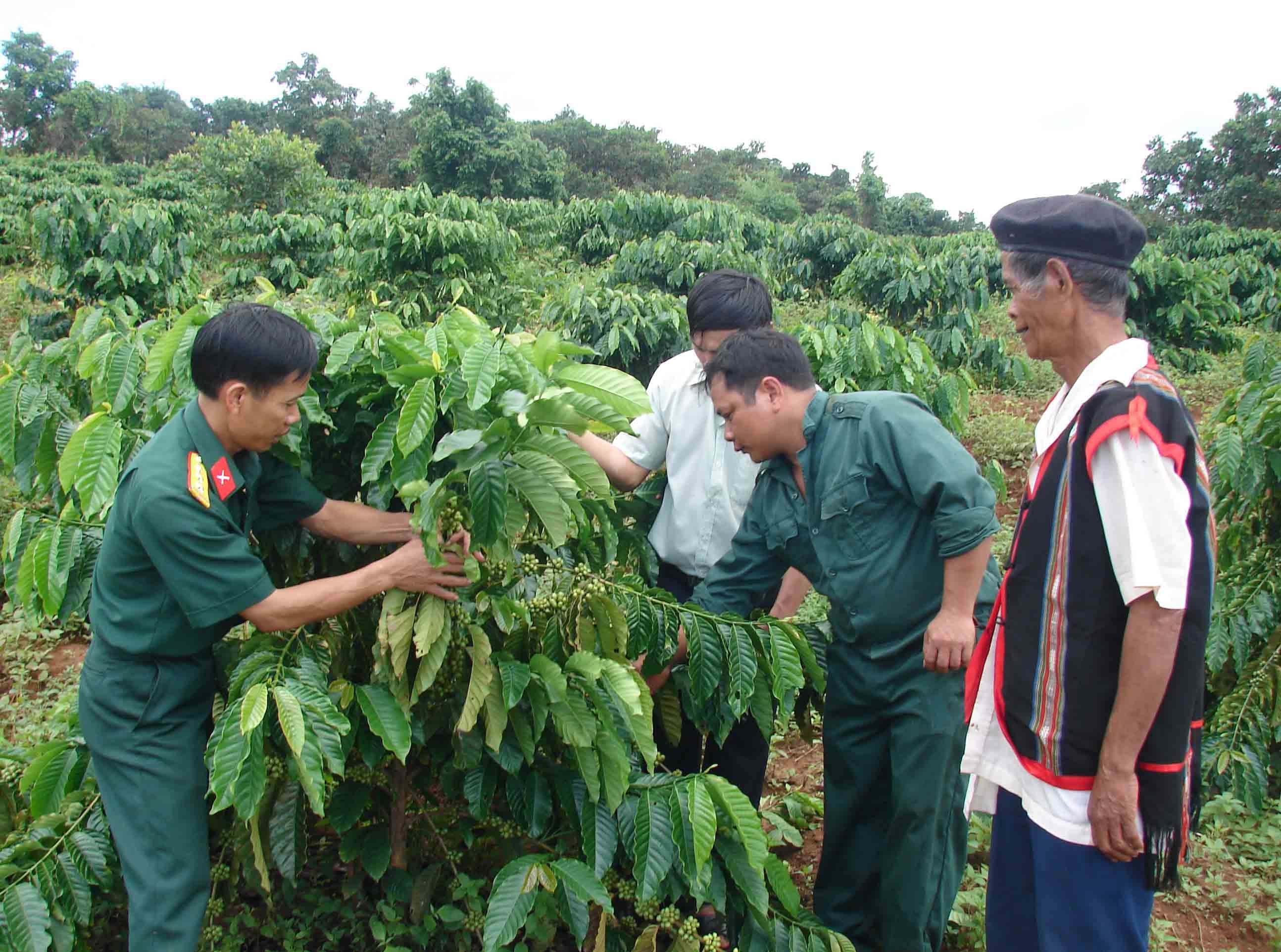 Cán bộ Công ty 72 hướng dẫn người dân chăm sóc cây cà phê. Ảnh: Lê Quang