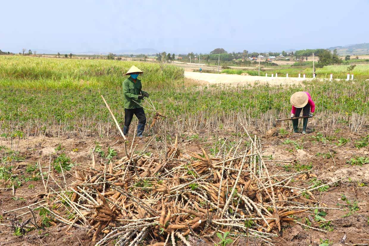 Theo Hiệp hội Sắn Việt Nam, việc không hoàn và truy thu thuế giá trị gia tăng sẽ khiến các doanh nghiệp sắn có nguy cơ phá sản, ảnh hưởng đến 1,2 triệu nông dân trồng sắn. Ảnh: Báo Gia Lai.