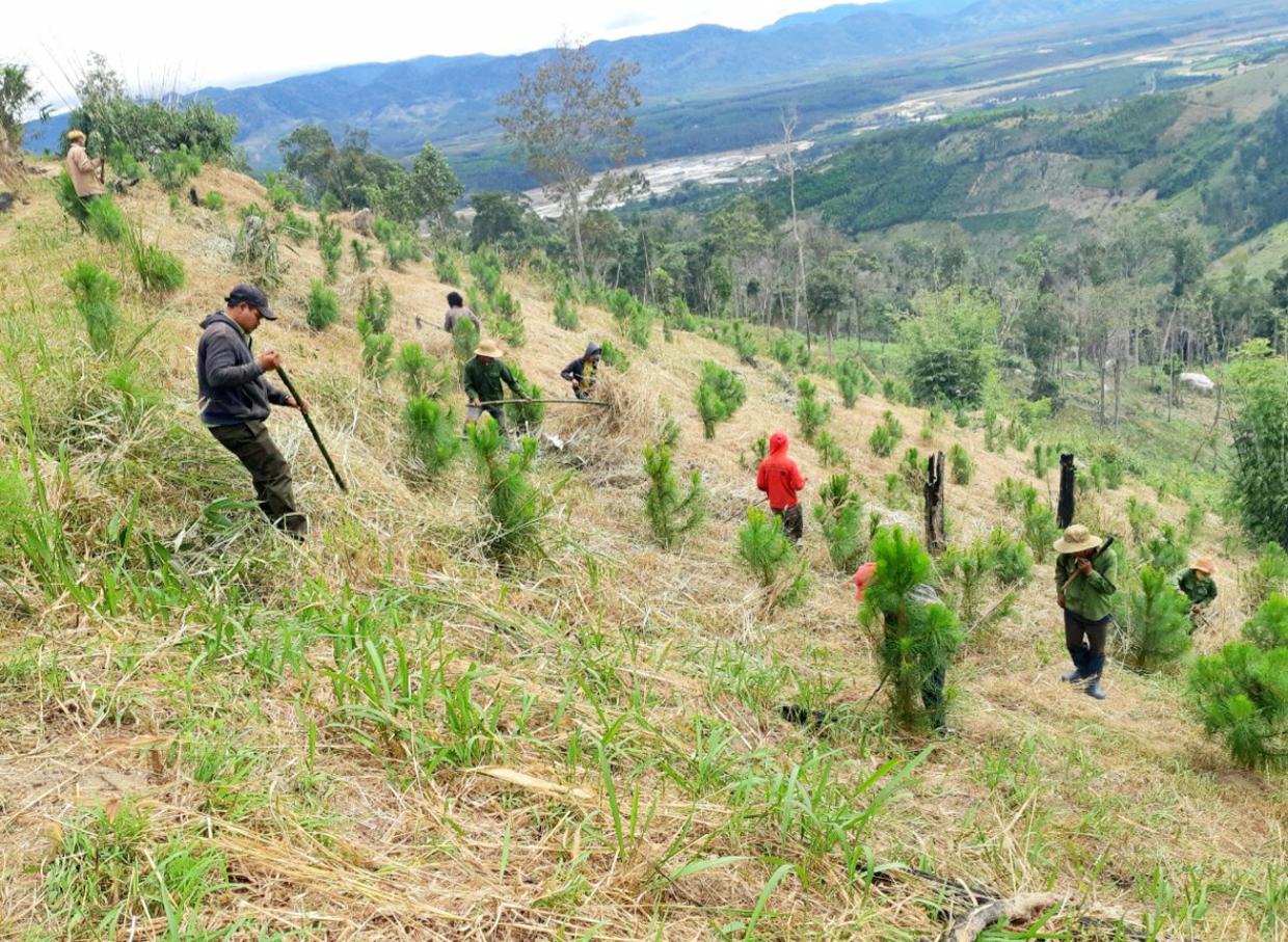 Tất cả các khâu từ trồng đến quản lý, chăm sóc và bảo vệ diện tích rừng trồng thay thế được Ban Quản lý rừng phòng hộ Mang Yang khoán cho các nhóm hộ có kinh nghiệm thực hiện. Ảnh: Minh Phương