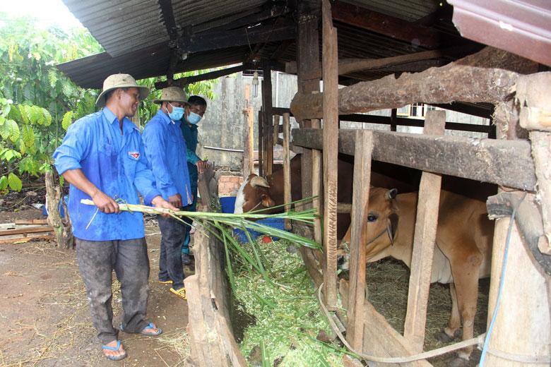 Mô hình Tổ hợp tác chăn nuôi bò góp phần tạo công ăn việc làm và thu nhập ổn định cho gia đình các đoàn viên thanh niên đồng bào dân tộc thiểu số