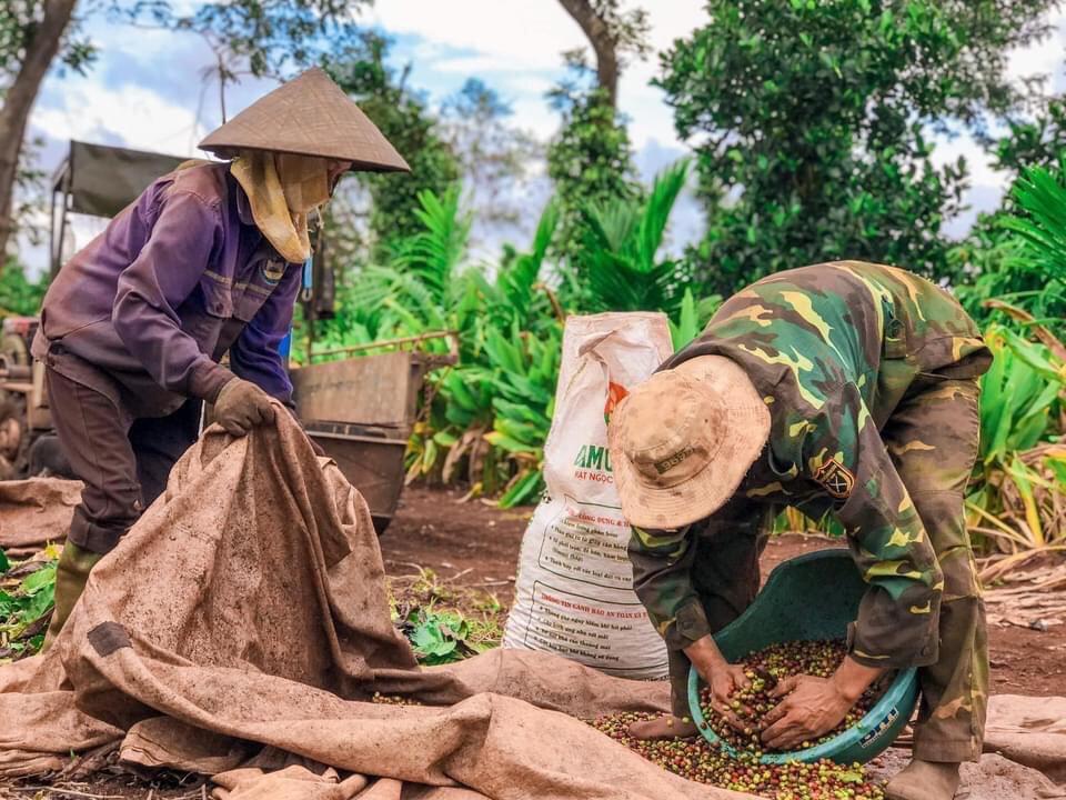 Nông dân huyện Cư M'gar thu hoạch cà phê.