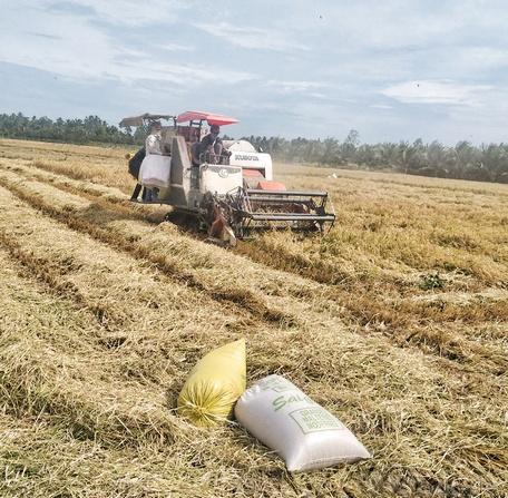 Mô hình sản xuất lúa ứng phó BĐKH đạt hiệu quả tốt, giúp nông dân tăng hiệu quả sản xuất.