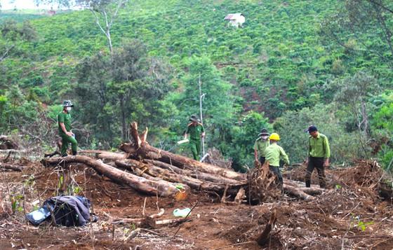 Cơ quan chức năng khám nghiệm hiện trường vụ phá rừng tại tiểu khu 613, xã Lộc Phú, huyện Bảo Lâm, tỉnh Lâm Đồng