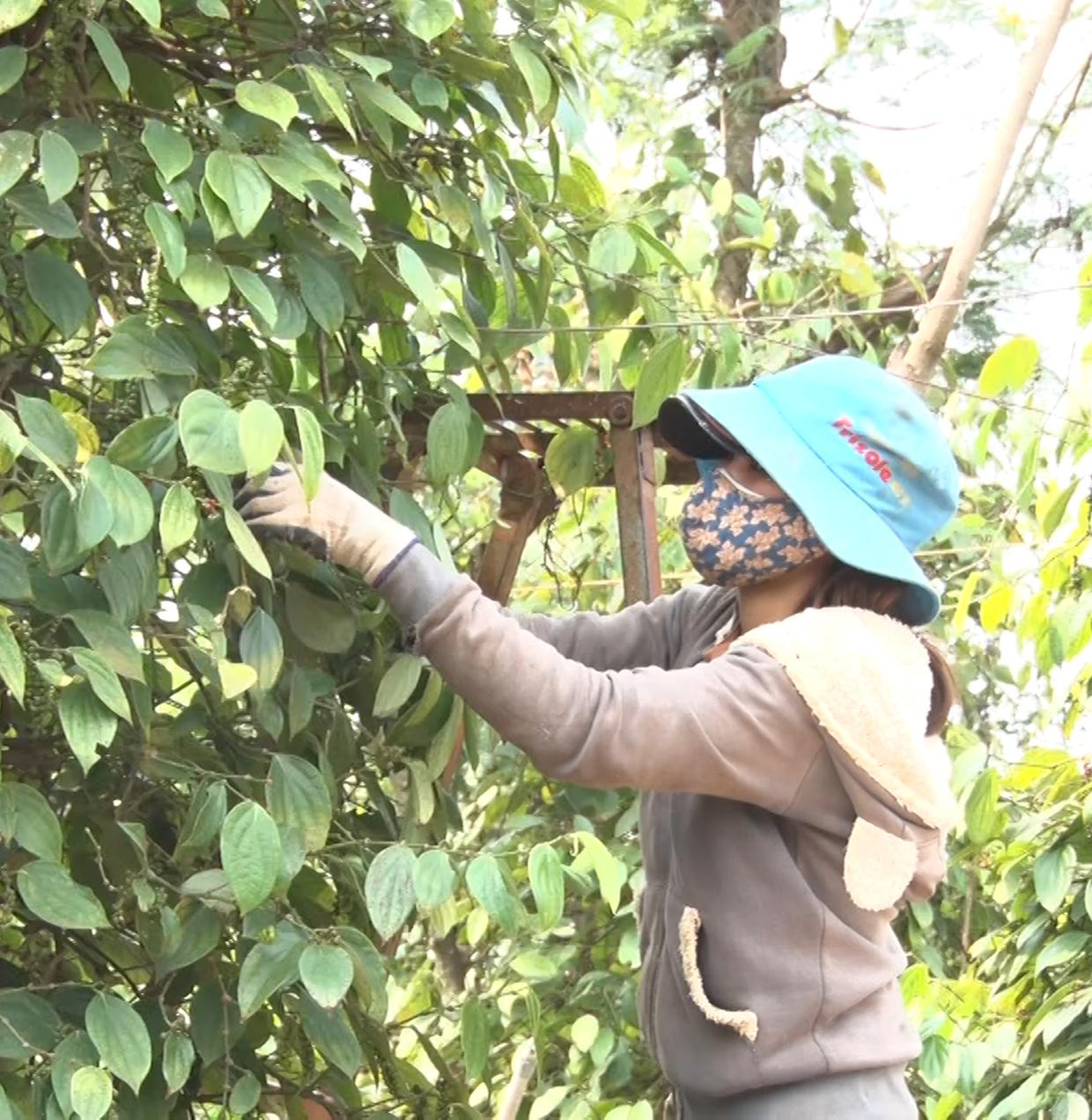 Người dân huyện Chư Sê thu hoạch hồ tiêu. Ảnh: Mỹ Đức