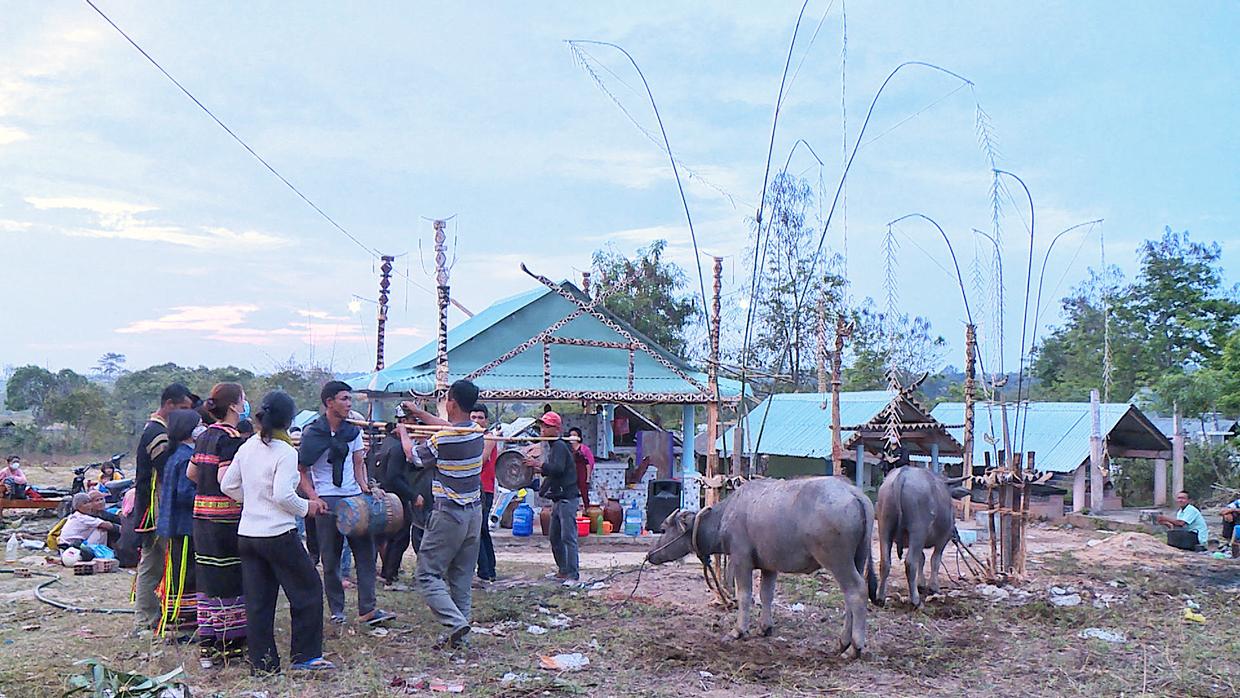 Người Jrai ở vùng hạ lưu sông Ba thường ăn trâu trong lễ bỏ mả. Ảnh: Minh Châu