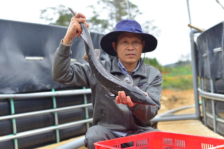 Ông Khuất Duy Vinh nói, nuôi trong bể hình tròn cá sẽ có chất lượng tốt như cách làm truyền thống