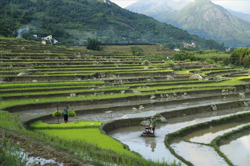 Những thửa ruộng được dẫn nước từ sâu trong các khe núi xuống đổ ải ra từng khoảng ruộng, nối nhau chảy từ bậc ruộng này sang bậc ruộng khác. Ruộng bậc thang như những bức tranh, chỗ điểm màu vàng, chỗ nhuộm sắc xanh của mạ vừa gieo, chỗ phản chiếu màu của bầu trời, sắc hồng lúc bình minh, vàng của nắng, xanh của bầu trời, những tông màu tương phản, sống động, tạo nên bức tranh thiên nhiên tuyệt đẹp của núi rừng.
