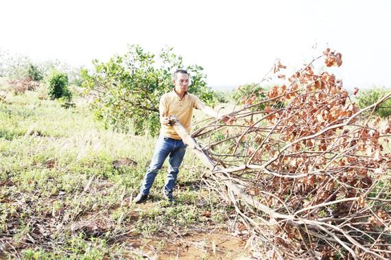 Vườn điều của gia đình chị Loan (xã Đắk Ngo, huyện Tuy Đức, tỉnh Đắk Nông) bị kẻ xấu cưa hạ. Ảnh: Mai Cường