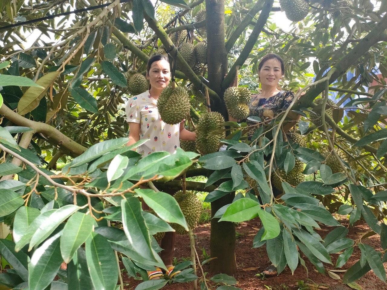 Cây sầu riêng đang là