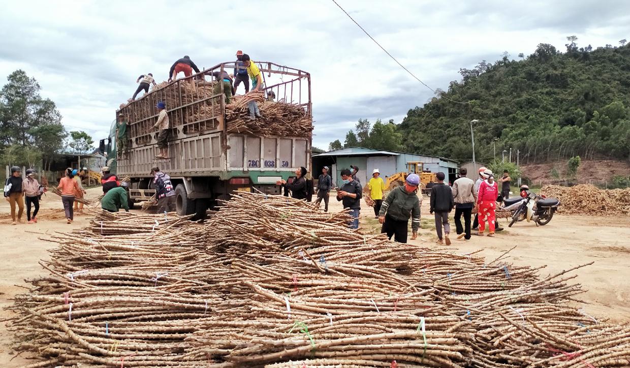 Điểm cấp giống mì cho người dân xã Đông, huyện Kbang. Ảnh Hồng Hạnh