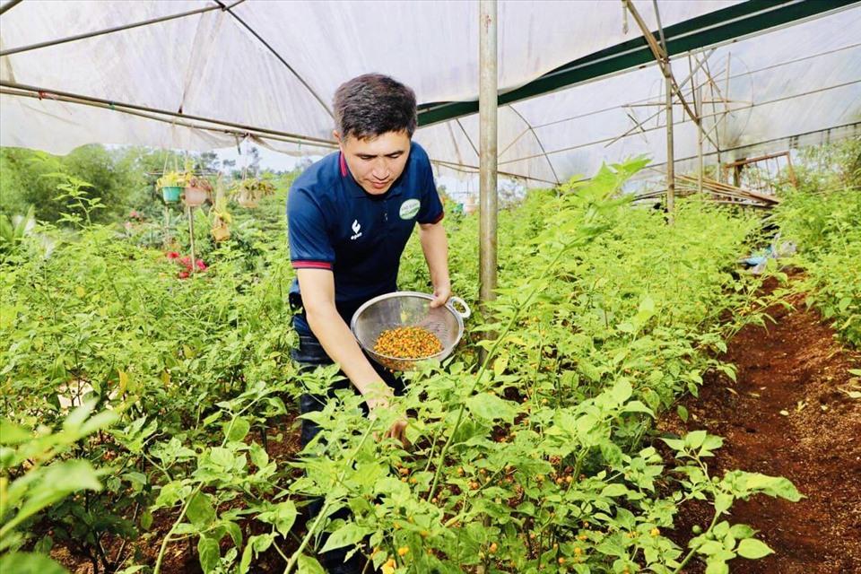 Anh Đậu Văn Cường đã di thực, phát triển được hơn 10.000 cây ớt Aji Charapita có nguồn gốc từ Peru. Ảnh: Phan Tuấn