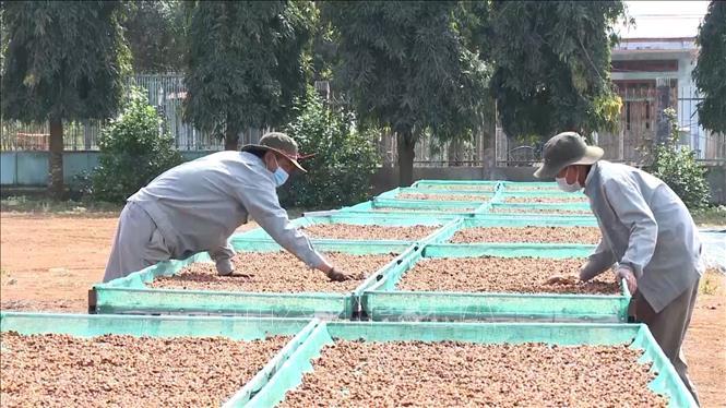 Công ty TNHH Cà phê Tropico Tây Nguyên sản xuất cà phê chất lượng cao.