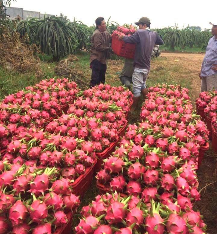 Giá thanh long sau một thời gian dài nằm ở đáy 1.000 đồng/kg nay tăng lên 15.000 đồng/kg. Ảnh: Quang Thuần