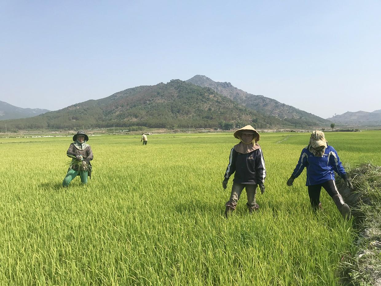 Người dân huyện Chư Păh chăm sóc lúa Đông Xuân 2021-2022. Ảnh: Nguyễn Diệp