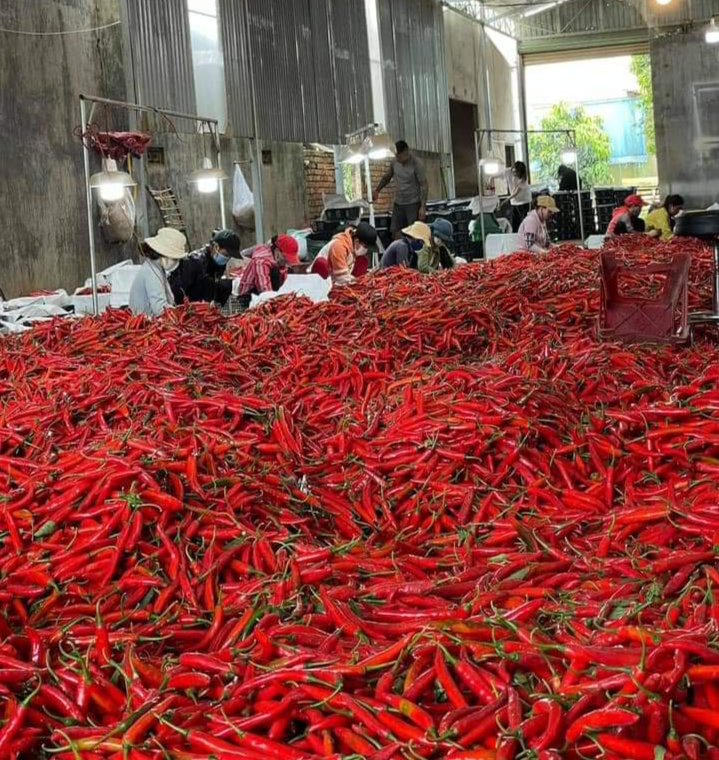 Giá ớt thu mua xuất khẩu đang tăng mạnh từ 10.000 đồng/kg lên gần 50.000 đồng/kg trong vòng mấy ngày qua. Ảnh: Quang Thuần