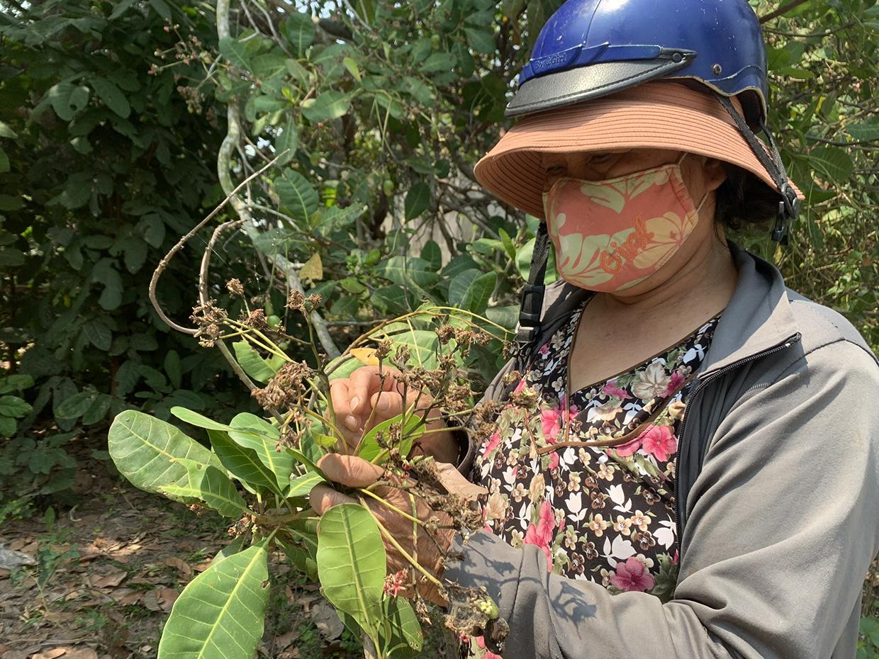 Mưa lớn đã làm phần lớn hoa điều rụng phấn, chuyển màu đen sậm và rụng như trút. Ảnh: Vũ Chi