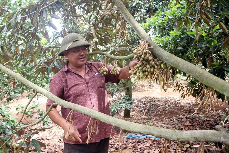 Ông Nguyễn Văn Hoá áp dụng kỹ thuật cho sầu riêng trái vụ đem lại giá trị kinh tế cao