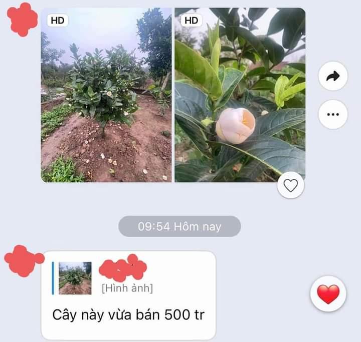 Những cây giống cũng được chào mua với giá khủng với lời cam kết khiến người mua dễ liên tưởng đến giao dịch Lan var