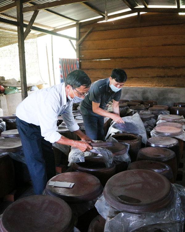 Kiểm tra cơm lên men trong chum sành tại HTX Rượu Ninh Loan