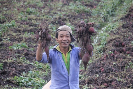 Đề án nhằm xây dựng chuỗi cung ứng khoai lang Vĩnh Long một cách bền vững (ảnh minh họa).