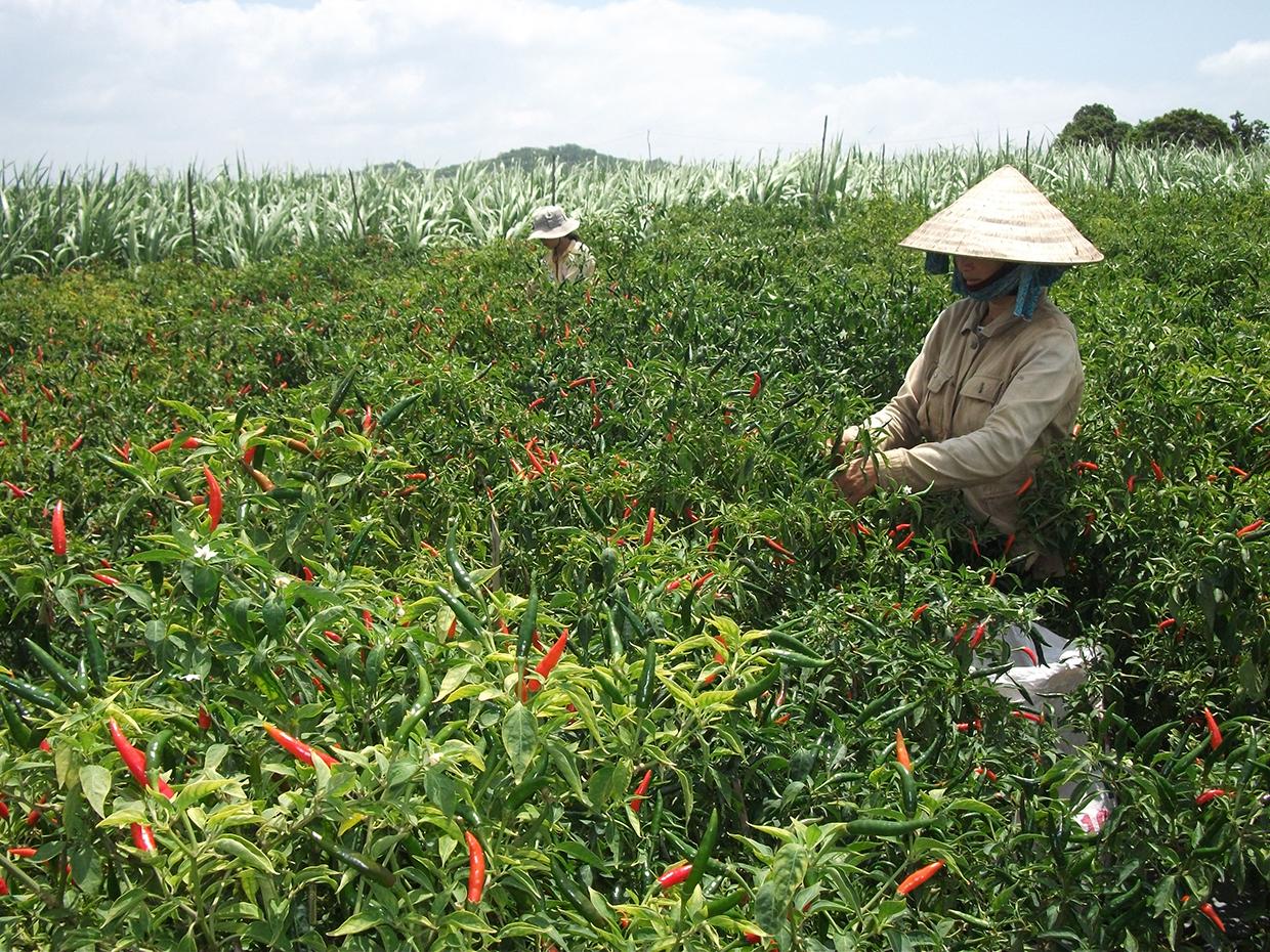 Mô hình trồng ớt ở huyện Đak Pơ. Ảnh: Lê Nam
