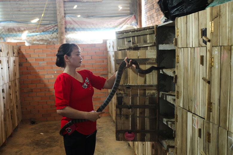 Chị Tô Thị Cúc kiểm tra tình trạng sức khỏe rắn tại trang trại